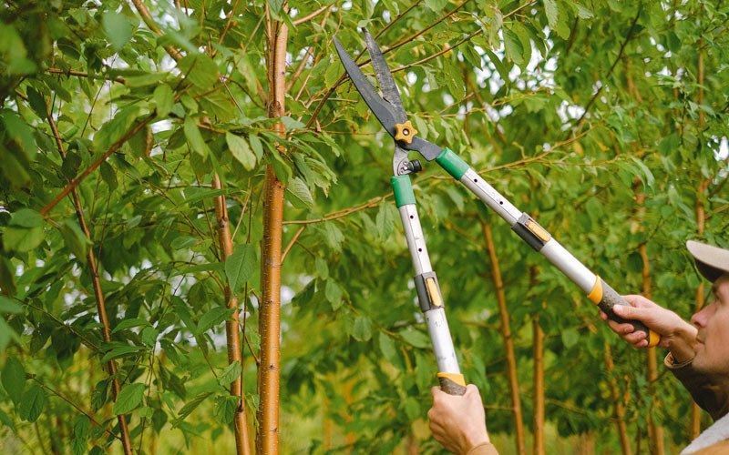 Tree trimming in Pawling, NY